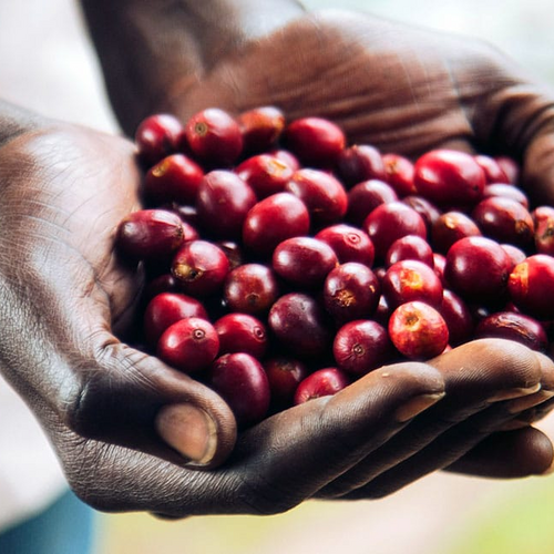 Yeni̇ Funky Frui̇t Ruanda Cyato Mutongo/natural