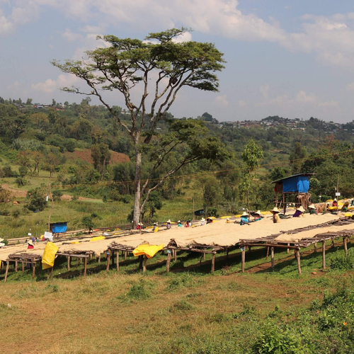 Honduras Santa Barbara/red Honey