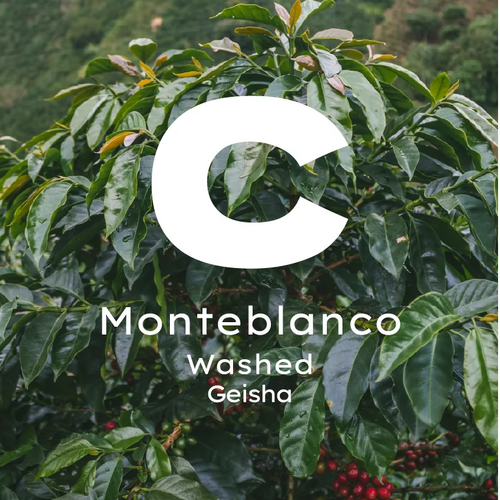 Kolombiya Monteblanco Geisha