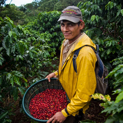 Hacienda Sonora - Villa Sarchi - Natural - Costa Rica - Espresso - 2023