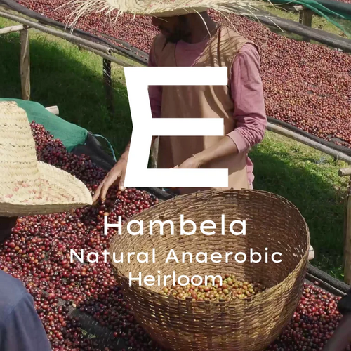 Etiyopya Guji Hambela