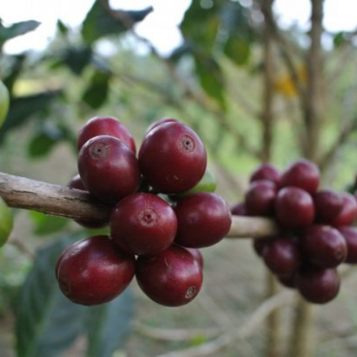 Endonezya Argopuro Wali̇da Hermeti̇c Red Caturra/natural