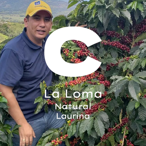 Kolombiya La Loma Laurina
