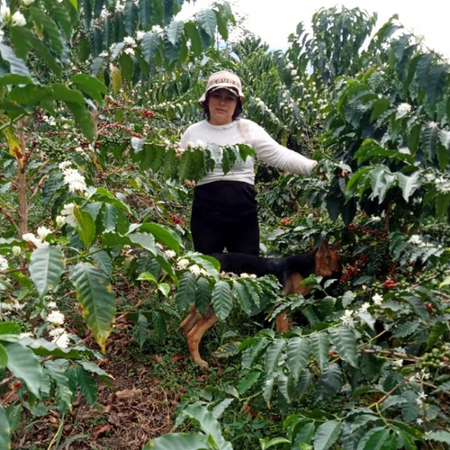 Kolombi̇ya Rogeli̇o Espi̇noza/java Natural Anaerobi̇k