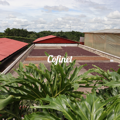 Kolombi̇ya – Tin 7th Year Exclusive – Caturra Natural Anaerobic