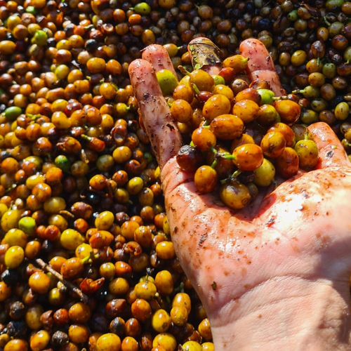 Frui̇t Bomb/honduras Carlos Meji̇a/natural/omni̇ Espresso