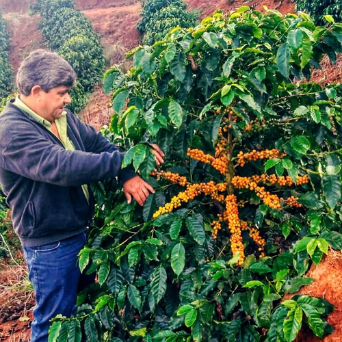 Brezi̇lya Si̇ti̇o Cafundo Natural/espresso