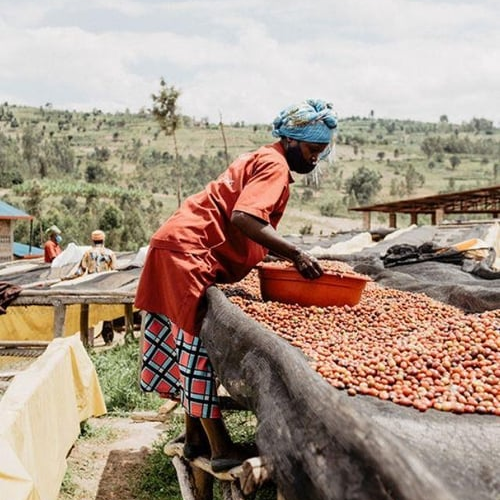 Rwanda / Gisanga / Washed