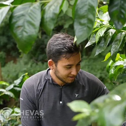 Chevas Pacamara - Panama